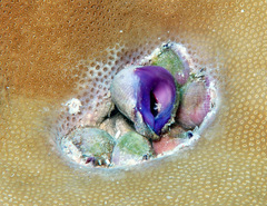 Coralliophila violacea
