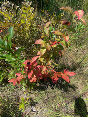 Vaccinioideae
