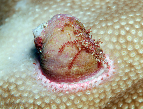 Representative image of Coralliophila