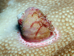 Coralliophila violacea