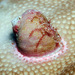 Coralliophila - Photo (c) uwkwaj, algunos derechos reservados (CC BY-NC), subido por uwkwaj
