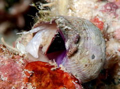 Coralliophila violacea