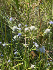 Eryngium integrifolium