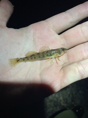 Etheostoma olmstedi