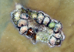 Coralliophila violacea