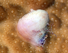 Coralliophila violacea