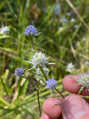 Eryngium integrifolium