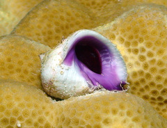 Coralliophila violacea