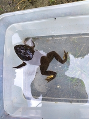 Hoplobatrachus chinensis