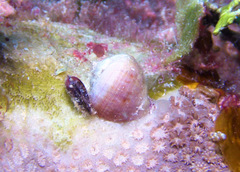 Coralliophila violacea