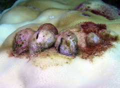 Coralliophila violacea
