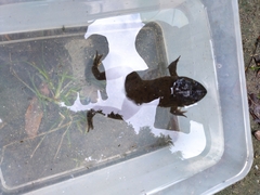 Hoplobatrachus chinensis