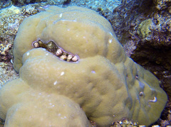 Coralliophila violacea