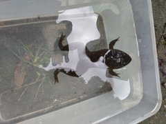 Hoplobatrachus chinensis