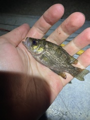 Ambloplites rupestris