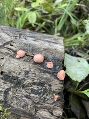 Lycogala epidendrum
