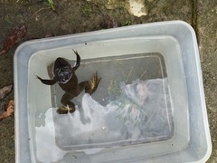Hoplobatrachus chinensis