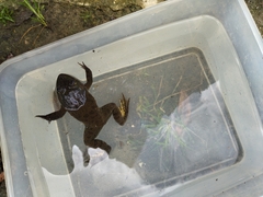 Hoplobatrachus chinensis