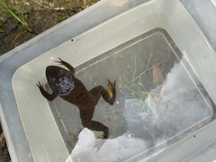 Hoplobatrachus chinensis