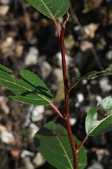 Populus laurifolia