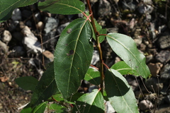 Populus laurifolia