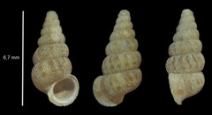 Cochlostoma septemspirale