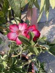 Adenium