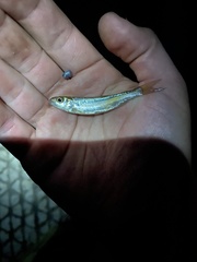 Semotilus corporalis