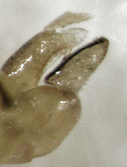 Cryptoneossa triangula