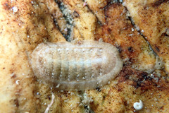 Ischnochiton cariosus
