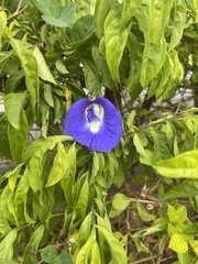 Clitoria ternatea
