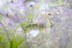 Lepidoblennius marmoratus