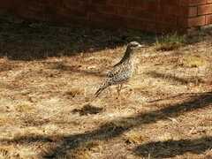 Burhinus capensis capensis