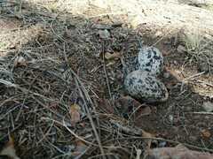 Burhinus capensis capensis