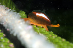 Cystiscus cymbalum