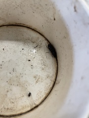 Patrobus longicornis