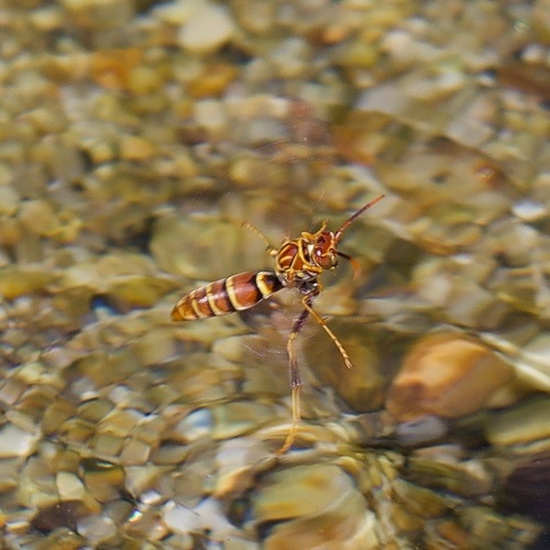Polistes lineonotus