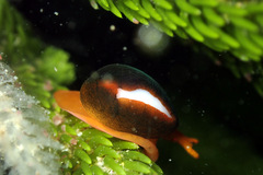 Cystiscus cymbalum