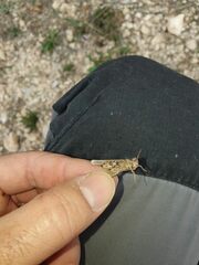 Acrotylus insubricus