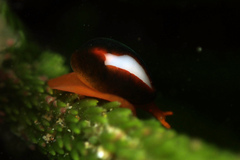 Cystiscus cymbalum