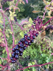 Phytolacca americana