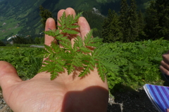 Chaerophyllum villarsii