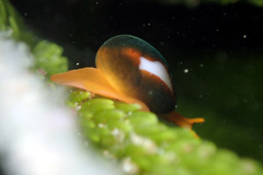 Cystiscus cymbalum