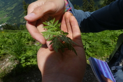 Chaerophyllum villarsii