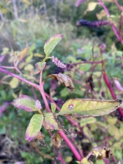 Phytolacca americana