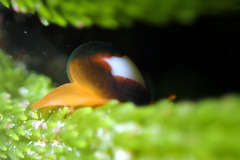 Cystiscus cymbalum