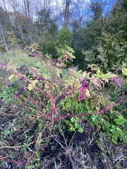 Phytolacca americana