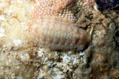 Ischnochiton cariosus