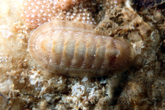 Ischnochiton cariosus