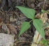Vigna luteola